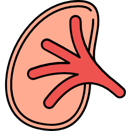 Kidney icon