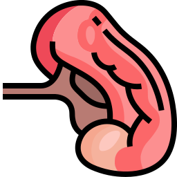 脾臓 icon