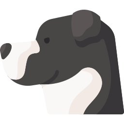 pitbull Ícone