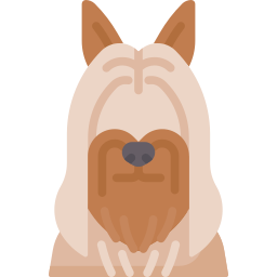Silky terrier icon