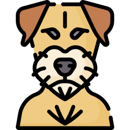 Border terrier icon