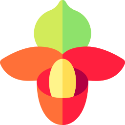 paphiopedilum icon