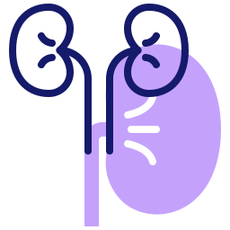 Kidneys icon