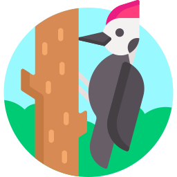 Woodpecker icon