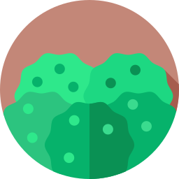 Rainforest icon