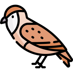 Owl icon