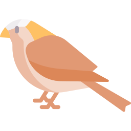 moineau Icône