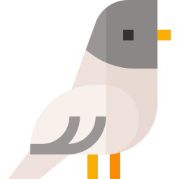 Pigeon icon