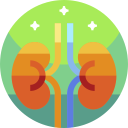 Kidneys icon