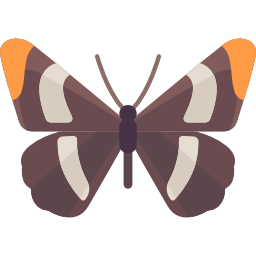 motyl ikona