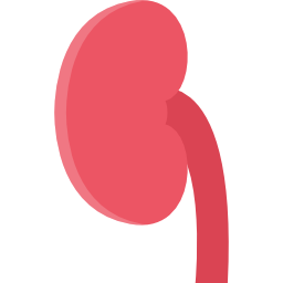 Kidney icon