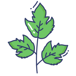 Coriander icon