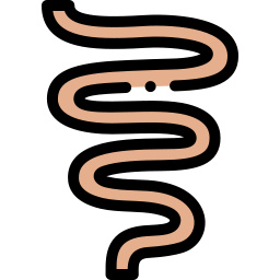 Large intestine icon