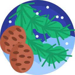 Pine icon