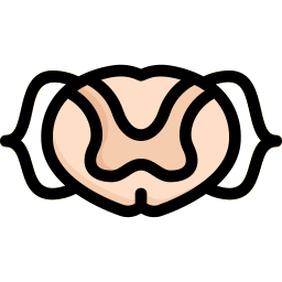 médula espinal icono