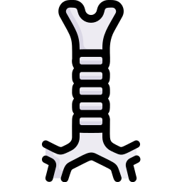 trachea icona