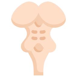 cerveau Icône