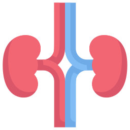 Kidneys icon