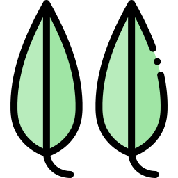 eucalyptus Icône