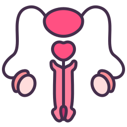 Reproductive system icon