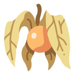 physalis icono