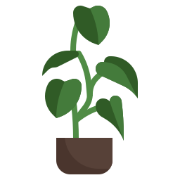 philodendron icoon