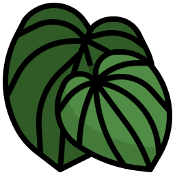 페페로미아 icon
