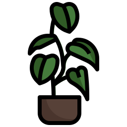 philodendron icoon