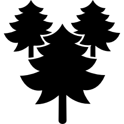 Pines trees forest icon