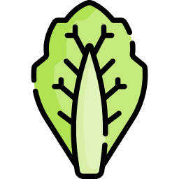 Cabbage icon