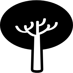 drzewo o owalnych poziomych liściach ikona