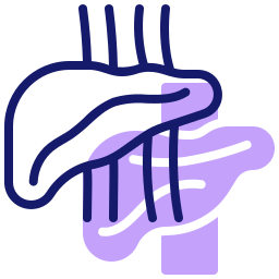 Liver icon