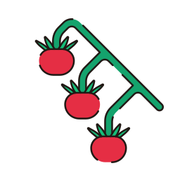 Cherry tomato icon