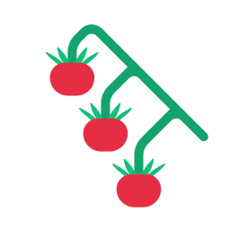 Cherry tomato icon