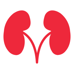 Kidney icon