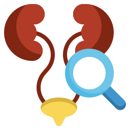 Kidney icon