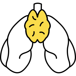 organo humano icono