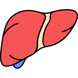 Human organ icon