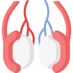 les testicules Icône