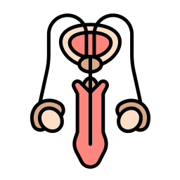 sistema reprodutivo Ícone