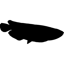 Fish arowana shape icon