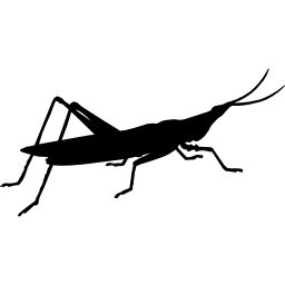 Insect shape of gryllotalpa icon
