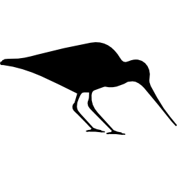 Bird oystercatcher icon