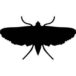 Moth insect shape icon