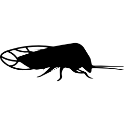 Insect shape of psyllid icon