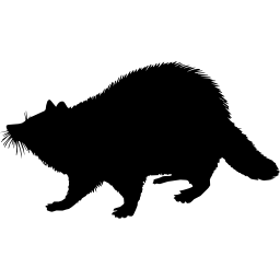Racoon mammal animal shape icon
