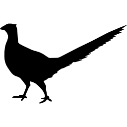 Bird Peasant animal shape icon