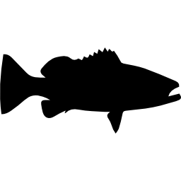 Warsaw grouper fish shape icon