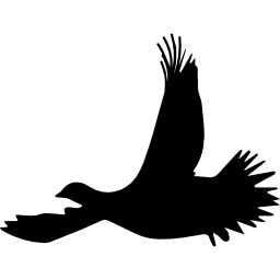 siluetta di volo dell'uccello del gallo cedrone icona