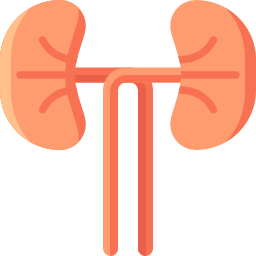 Kidney icon